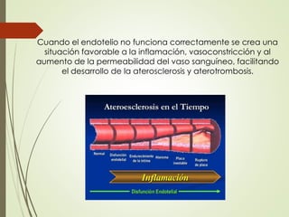 Cuando el endotelio no funciona correctamente se crea una
situación favorable a la inflamación, vasoconstricción y al
aumento de la permeabilidad del vaso sanguíneo, facilitando
el desarrollo de la aterosclerosis y aterotrombosis.
 