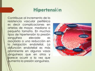 Hipertensión
Contribuye al incremento de la
resistencia vascular periférica
es decir complicaciones en
arterias de mayor, mediano o
pequeño tamaño. En muchos
tipos de hipertensión la presión
sanguínea elevada es
asociada a una reducción en
la relajación endotelial. La
disfunción endotelial es más
prominente en algunos vasos
sanguíneos que en otros y
parece ocurrir a la vez que
aumenta la presión sanguínea.
 