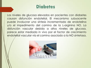 Los niveles de glucosa elevados en pacientes con diabetes
causan disfunción endotelial. El mecanismo subyacente
puede involucrar una síntesis incrementada de endotelina
y/o el impedimento del camino de la L-arginina NO. La
disfunción vascular debido a altos niveles de glucosa,
parece estar mediada in vivo por el factor de crecimiento
endotelial vascular vía el camino asociado a la NO sintetasa.
Diabetes
 