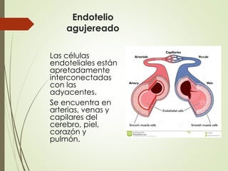 Endotelio
agujereado
Las células
endoteliales están
apretadamente
interconectadas
con las
adyacentes.
Se encuentra en
arterias, venas y
capilares del
cerebro, piel,
corazón y
pulmón.
 