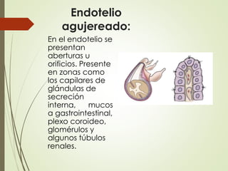 Endotelio
agujereado:
En el endotelio se
presentan
aberturas u
orificios. Presente
en zonas como
los capilares de
glándulas de
secreción
interna, mucos
a gastrointestinal,
plexo coroideo,
glomérulos y
algunos túbulos
renales.
 