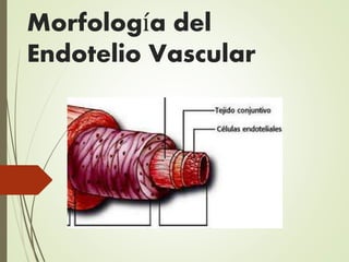 Morfología del
Endotelio Vascular
 