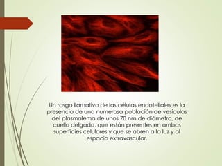 Un rasgo llamativo de las células endoteliales es la
presencia de una numerosa población de vesículas
del plasmalema de unos 70 nm de diámetro, de
cuello delgado, que están presentes en ambas
superficies celulares y que se abren a la luz y al
espacio extravascular.
 