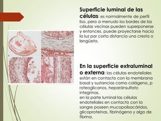 Superficie luminal de las
células: es normalmente de perfil
liso, pero a menudo los bordes de las
células vecinas pueden superponerse
y entonces, puede proyectarse hacia
la luz por corta distancia una cresta o
lengüeta.
En la superficie extraluminal
o externa: las células endoteliales
están en contacto con la membrana
basal y sustancias como colágeno, p
roteoglicanos, heparánsulfato
integrinas.
en la parte luminal las células
endoteliales en contacto con la
sangre poseen mucopolisacáridos,
glicoproteínas, fibrinógeno y algo de
fibrina.
 