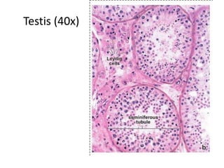 Histo.male reproductive system.2015.dk. | PPTX