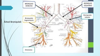 Árbol Bronquial:
 