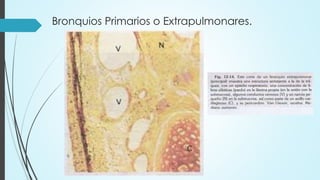 Bronquios Primarios o Extrapulmonares.
 