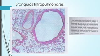 Bronquios Intrapulmonares
 