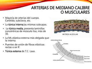 ARTERIAS DE MEDIANO CALIBRE
O MUSCULARES
• Mayoría de arterias del cuerpo.
Carótida, subclavia, etc.
• La túnica interna,las mismas subcapas.
• La túnica media, presenta laminillas
concéntricas de músculo liso, más de
30.
• La ML elástica externa más delgada que
la interna.
• Puentes de unión de fibras elásticas
rectas o en Y.
• Túnica externa de T.C. Laxo.
 