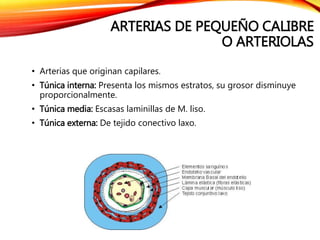 ARTERIAS DE PEQUEÑO CALIBRE
O ARTERIOLAS
• Arterias que originan capilares.
• Túnica interna: Presenta los mismos estratos, su grosor disminuye
proporcionalmente.
• Túnica media: Escasas laminillas de M. liso.
• Túnica externa: De tejido conectivo laxo.
 