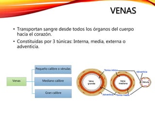 VENAS
• Transportan sangre desde todos los órganos del cuerpo
hacia el corazón.
• Constituidas por 3 túnicas: Interna, media, externa o
adventicia.
Venas
Pequeño calibre o vénulas
Mediano calibre
Gran calibre
 