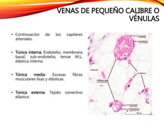 VENAS DE PEQUEÑO CALIBRE O
VÉNULAS
• Continuación de los capilares
arteriales.
• Túnica interna: Endotelio, membrana
basal, sub-endotelio, tenue M.L.
elástica interna.
• Túnica media: Escasas fibras
musculares lisas y elásticas.
• Túnica externa: Tejido conectivo
elástico.
 