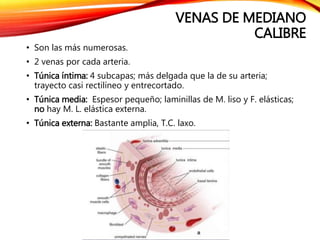 VENAS DE MEDIANO
CALIBRE
• Son las más numerosas.
• 2 venas por cada arteria.
• Túnica íntima: 4 subcapas; más delgada que la de su arteria;
trayecto casi rectilíneo y entrecortado.
• Túnica media: Espesor pequeño; laminillas de M. liso y F. elásticas;
no hay M. L. elástica externa.
• Túnica externa: Bastante amplia, T.C. laxo.
 