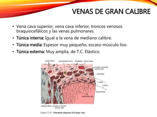 VENAS DE GRAN CALIBRE
• Vena cava superior, vena cava inferior, troncos venosos
braquiocefálicos y las venas pulmonares.
• Túnica interna: Igual a la vena de mediano calibre.
• Túnica media: Espesor muy pequeño, escaso músculo liso.
• Túnica externa: Muy amplia, de T.C. Elástico.
 