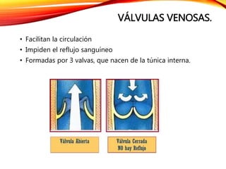 VÁLVULAS VENOSAS.
• Facilitan la circulación
• Impiden el reflujo sanguíneo
• Formadas por 3 valvas, que nacen de la túnica interna.
 