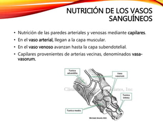NUTRICIÓN DE LOS VASOS
SANGUÍNEOS
• Nutrición de las paredes arteriales y venosas mediante capilares.
• En el vaso arterial, llegan a la capa muscular.
• En el vaso venoso avanzan hasta la capa subendotelial.
• Capilares provenientes de arterias vecinas, denominados vasa-
vasorum.
 