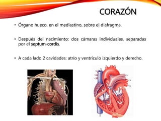 CORAZÓN
• Órgano hueco, en el mediastino, sobre el diafragma.
• Después del nacimiento: dos cámaras individuales, separadas
por el septum-cordis.
• A cada lado 2 cavidades: atrio y ventrículo izquierdo y derecho.
 