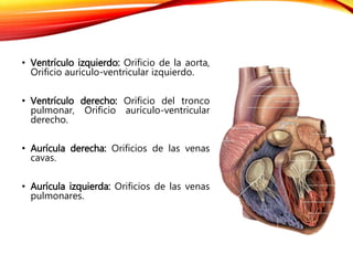 • Ventrículo izquierdo: Orificio de la aorta,
Orificio aurículo-ventricular izquierdo.
• Ventrículo derecho: Orificio del tronco
pulmonar, Orificio aurículo-ventricular
derecho.
• Aurícula derecha: Orificios de las venas
cavas.
• Aurícula izquierda: Orificios de las venas
pulmonares.
 