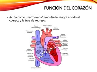 FUNCIÓN DEL CORAZÓN
• Actúa como una “bomba”, impulsa la sangre a todo el
cuerpo, y la trae de regreso.
 