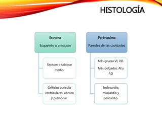 HISTOLOGÍA
Estroma
Esqueleto o armazón
Septum o tabique
medio.
Orificios auriculo
ventriculares, aórtico
y pulmonar.
Parénquima
Paredes de las cavidades
Más gruesa VI, VD.
Más delgadas: AI y
AD
Endocardio,
miocardio y
pericardio.
 