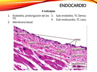 ENDOCARDIO
1. Endotelio, prolongación de los
VS.
2. Membrana basal.
3. Sub-endotelio, TC Denso.
4. Sub-endocardio, TC Laxo.
4 subcapas:
 