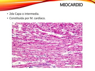 MIOCARDIO
• 2da Capa o intermedia.
• Constituida por M. cardíaco.
 