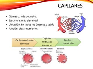 CAPILARES
• Diámetro: más pequeño.
• Estructura: más elemental
• Ubicación: En todos los órganos y tejidos
• Función: Llevar nutrientes
Capilares ordinarios
continuos
Capilares
Ordinarios
fenestrados
Capilares
sinusoidales
 
