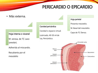 PERICARDIO O EPICARDIO
• Más externa.
Hoja interna o visceral
M. serosa, de TC Laxo
(areolar).
Adherida al miocardio.
Recubierta por el
mesotelio
Cavidad pericárdica
Cavidad o espacio virtual.
Lubricado, 40-50 ml de
Liq. Pericárdico.
Hoja parietal
Presenta mesotelio.
M. Basal del mesotelio.
Capa de TC Denso.
 