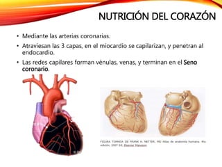 NUTRICIÓN DEL CORAZÓN
• Mediante las arterias coronarias.
• Atraviesan las 3 capas, en el miocardio se capilarizan, y penetran al
endocardio.
• Las redes capilares forman vénulas, venas, y terminan en el Seno
coronario.
 