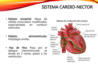 SISTEMA CARDIO-NECTOR
• Nódulo sinoatrial: Masa de
células musculares modificadas,
especializadas en conducir
estímulos.
• Nódulo atrioventricular:
Histología similar.
• Haz de Hiss: Pasa por el
tabique interventricular, se
divide en 2 ramas, pasan a los
ventrículos.
 