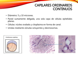 CAPILARES ORDINARIOS
CONTINUOS
• Diámetro: 5 y 10 micrones.
• Pared sumamente delgada, una sola capa de células epiteliales
planas.
• Células: núcleo ovalado y citoplasma en forma de canal.
• Unidas mediante zónulas ocluyentes y desmosomas.
 