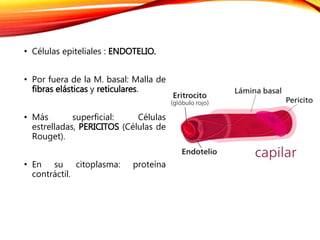 • Células epiteliales : ENDOTELIO.
• Por fuera de la M. basal: Malla de
fibras elásticas y reticulares.
• Más superficial: Células
estrelladas, PERICITOS (Células de
Rouget).
• En su citoplasma: proteína
contráctil.
 