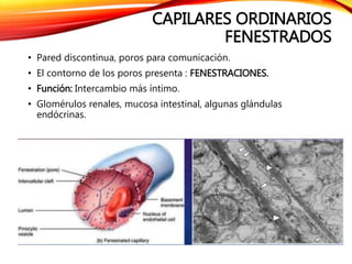 CAPILARES ORDINARIOS
FENESTRADOS
• Pared discontinua, poros para comunicación.
• El contorno de los poros presenta : FENESTRACIONES.
• Función: Intercambio más íntimo.
• Glomérulos renales, mucosa intestinal, algunas glándulas
endócrinas.
 