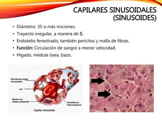 CAPILARES SINUSOIDALES
(SINUSOIDES)
• Diámetro: 35 o más micrones.
• Trayecto irregular, a manera de S.
• Endotelio fenestrado, también pericitos y malla de fibras.
• Función: Circulación de sangre a menor velocidad.
• Hígado, médula ósea, bazo.
 