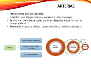 ARTERIAS
• Más grandes que los capilares.
• Función: Lleva sangre desde el corazón a todo el cuerpo.
• Se originan de la aorta, quien genera colaterales hasta formar las
redes capilares.
• Presentan 3 capas o túnicas: Interna o íntima, media y adventicia.
Arterias
Pequeño calibre o arteriolas
Mediano calibre o arterias
musculares
Gran calibre o elásticas
 