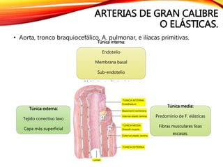ARTERIAS DE GRAN CALIBRE
O ELÁSTICAS.
• Aorta, tronco braquiocefálico, A. pulmonar, e ilíacas primitivas.
Túnica interna:
Endotelio
Membrana basal
Sub-endotelio
M. Limitante elástica interna
Túnica media:
Predominio de F. elásticas
Fibras musculares lisas
escasas.
Túnica externa:
Tejido conectivo laxo
Capa más superficial
 