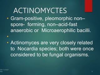 ACTINOMYCTES
1
• Gram-positive, pleomorphic non–
spore- forming, non–acid-fast
anaerobic or Microaerophilic bacilli.
•
• Actinomyces are very closely related
to Nocardia species; both were once
considered to be fungal organisms.
 
