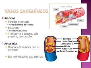    Artérias
     Paredes espessas;
      Várias camadas de células;

     Elásticas;
      Células musculares;

     Transporta o sangue, sob
      pressão, do coração.

   Arteríolas
     Menores     dimensões que as
      artérias;

     São   ramificações das artérias.
 