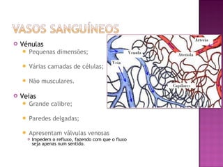    Vénulas
       Pequenas dimensões;

       Várias camadas de células;

       Não musculares.

   Veias
       Grande calibre;

       Paredes delgadas;

       Apresentam válvulas venosas
           Impedem o refluxo, fazendo com que o fluxo
            seja apenas num sentido.
 
