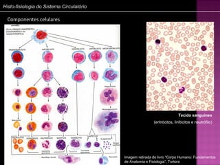 Histo-fisiologia do Sistema Circulatório

  Componentes celulares




                                                                          Tecido sanguíneo
                                                           (eritrócitos, linfócitos e neutrófilo)




                                           Imagem retirada do livro “Corpo Humano: Fundamentos
                                           de Anatomia e Fisiologia”, Tortora
 