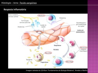 Histologia – tema: Tecido sangüíneo


  Resposta inflamatória




                        Imagem retirada do CD-Rom “Fundamentos da Biologia Moderna”, Amabis e Martho
 