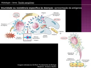 Histologia – tema: Tecido sangüíneo

Imunidade ou resistência específica às doenças: apresentação de antígenos




                 Imagens retiradas do CD-Rom “Fundamentos da Biologia
                                            Moderna”, Amabis e Martho
 