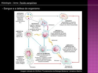 Histologia – tema: Tecido sangüíneo

- Sangue e a defesa do organismo




                  Imagem retirada do CD-Rom “Fundamentos da Biologia Moderna”, Amabis e Martho
 