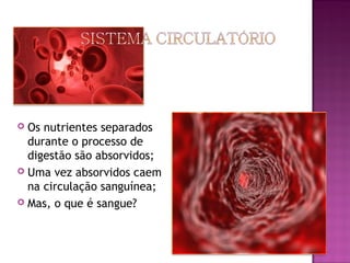  Os nutrientes separados
  durante o processo de
  digestão são absorvidos;
 Uma vez absorvidos caem
  na circulação sanguínea;
 Mas, o que é sangue?
 