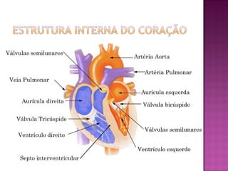 Válvulas semilunares
                             Artéria Aorta

                                Artéria Pulmonar
 Veia Pulmonar

                               Aurícula esquerda
     Aurícula direita
                                Válvula bicúspide

   Válvula Tricúspide
                                Válvulas semilunares
    Ventrículo direito

                              Ventrículo esquerdo
    Septo interventricular
 