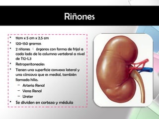 histo - renal. HISTOLOGIA TEORICA PPTXXX | PPTX