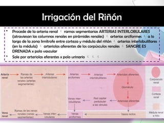 histo - renal. HISTOLOGIA TEORICA PPTXXX | PPTX
