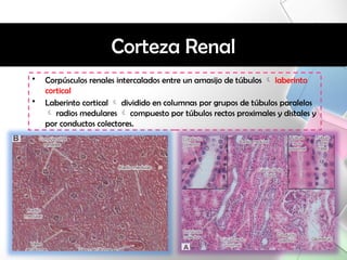 histo - renal. HISTOLOGIA TEORICA PPTXXX | PPTX