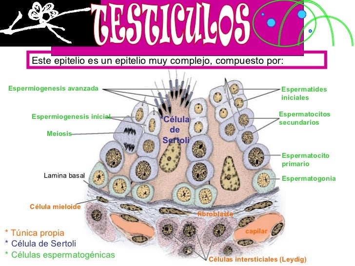 testiculo por Gloria Bass Werner