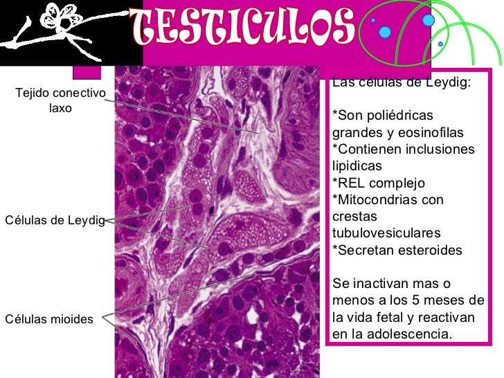 Las células de Sertoli tienen una función de soporte en los testículos